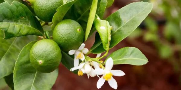 ৫ বছরে লেবুজাতীয় ফসলের উৎপাদন বেড়েছে ২৫%